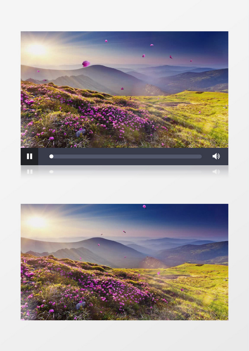 唯美满山杜鹃飘落视频素材