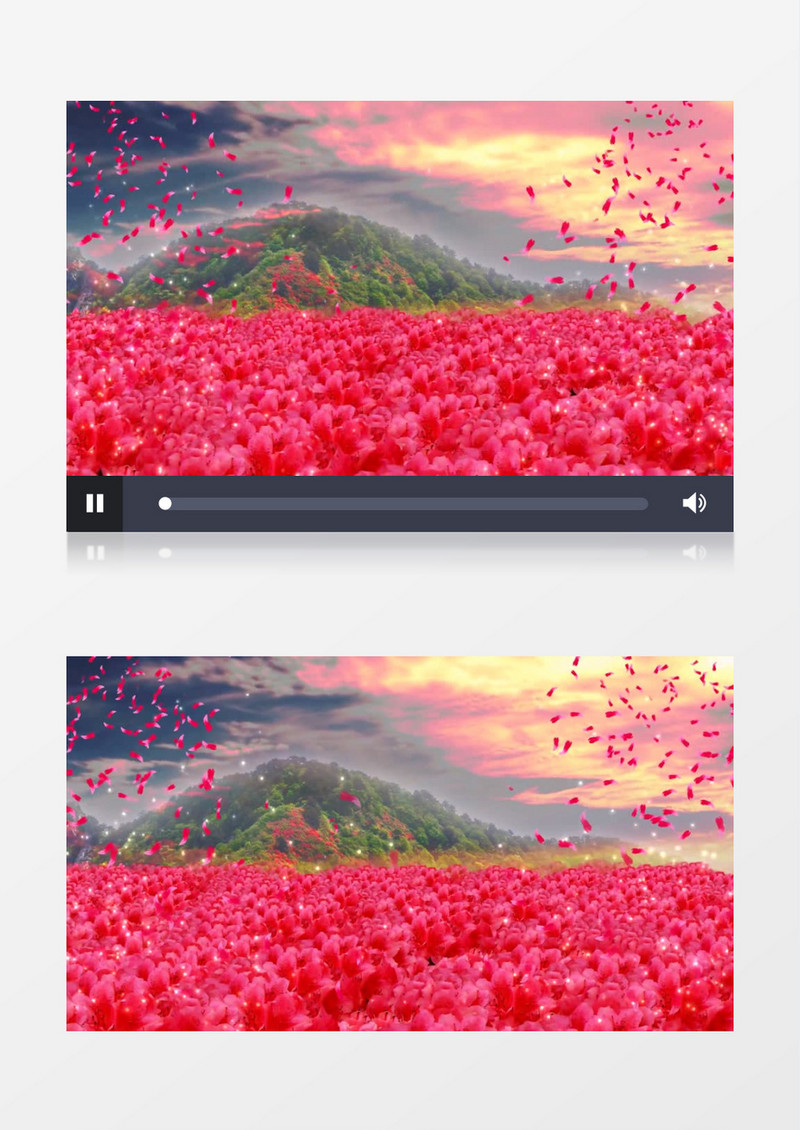 大气唯美满山映山红背景视频素材