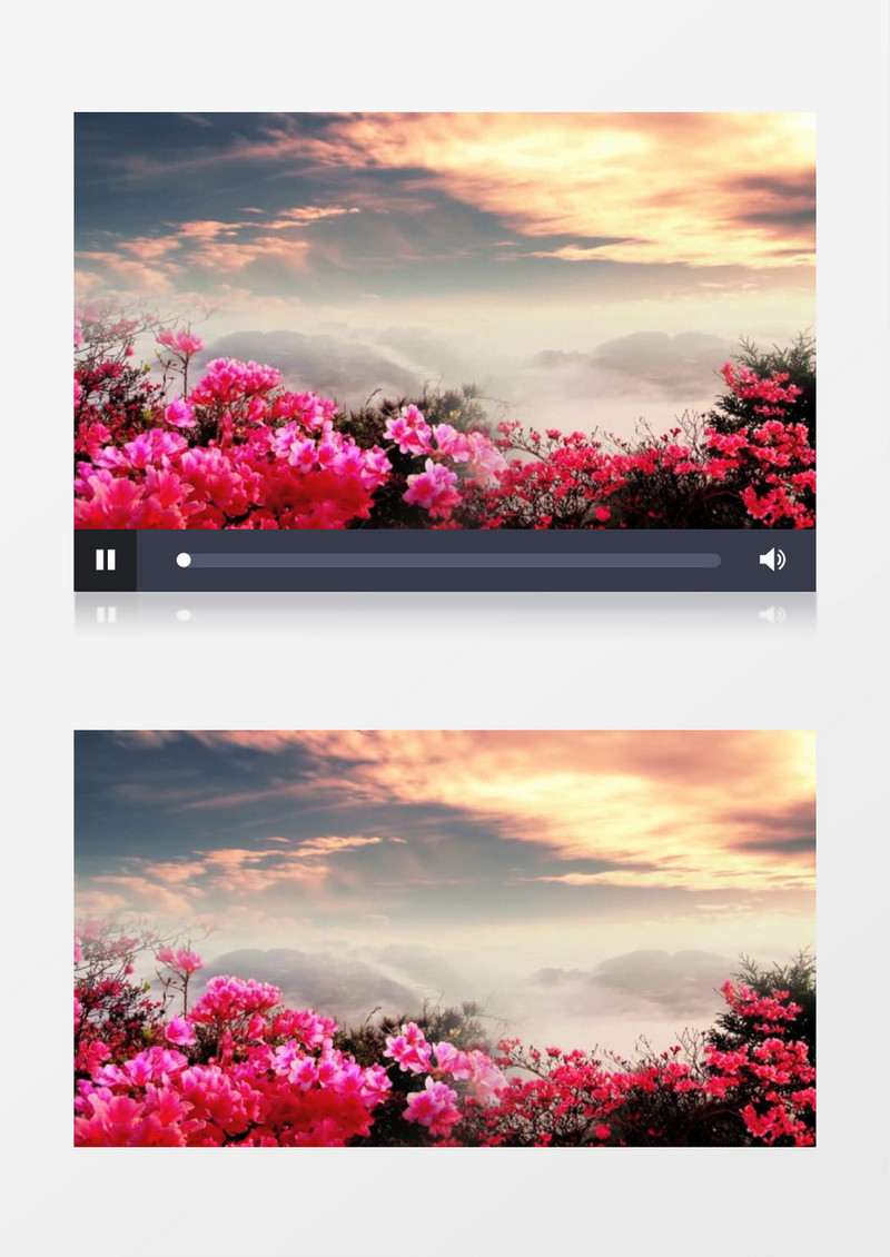 大气唯美满山映山红背景视频素材