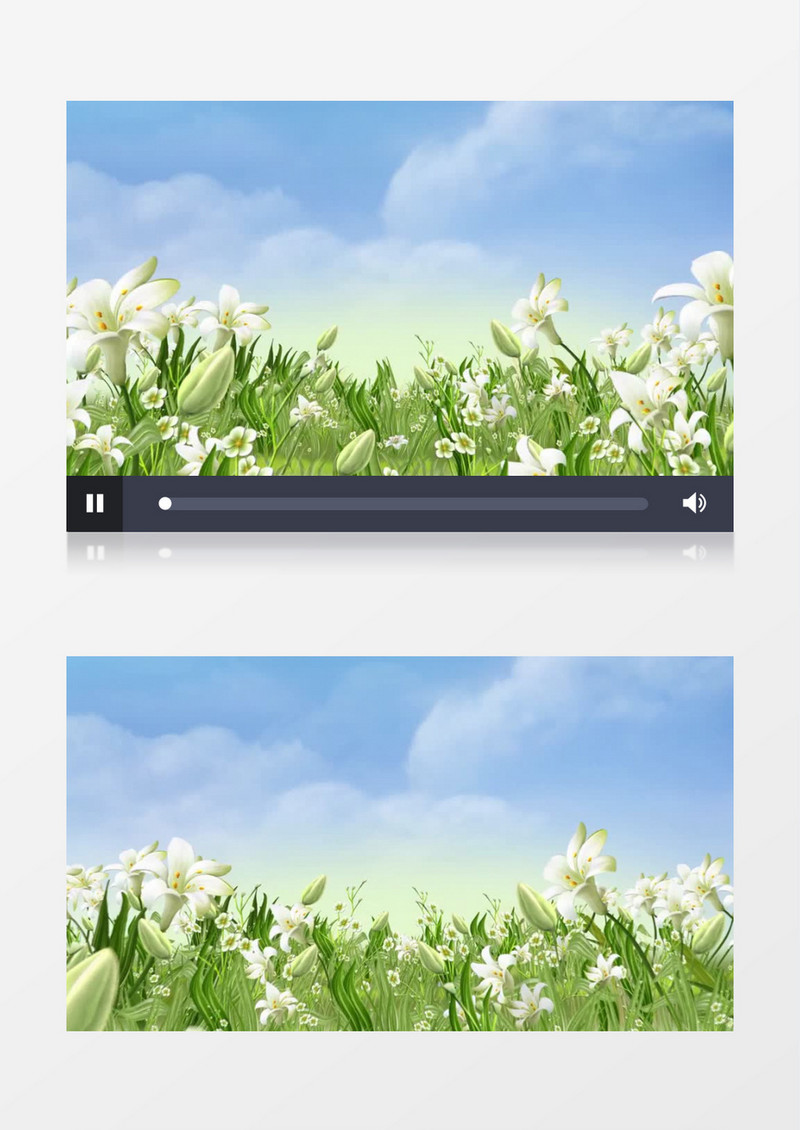 清新浪漫百合花海背景视频素材