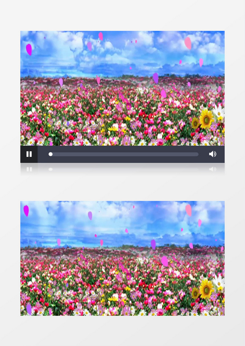 浪漫唯美鲜花海洋视频素材