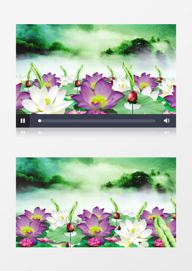 荷花盛开背景视频素材
