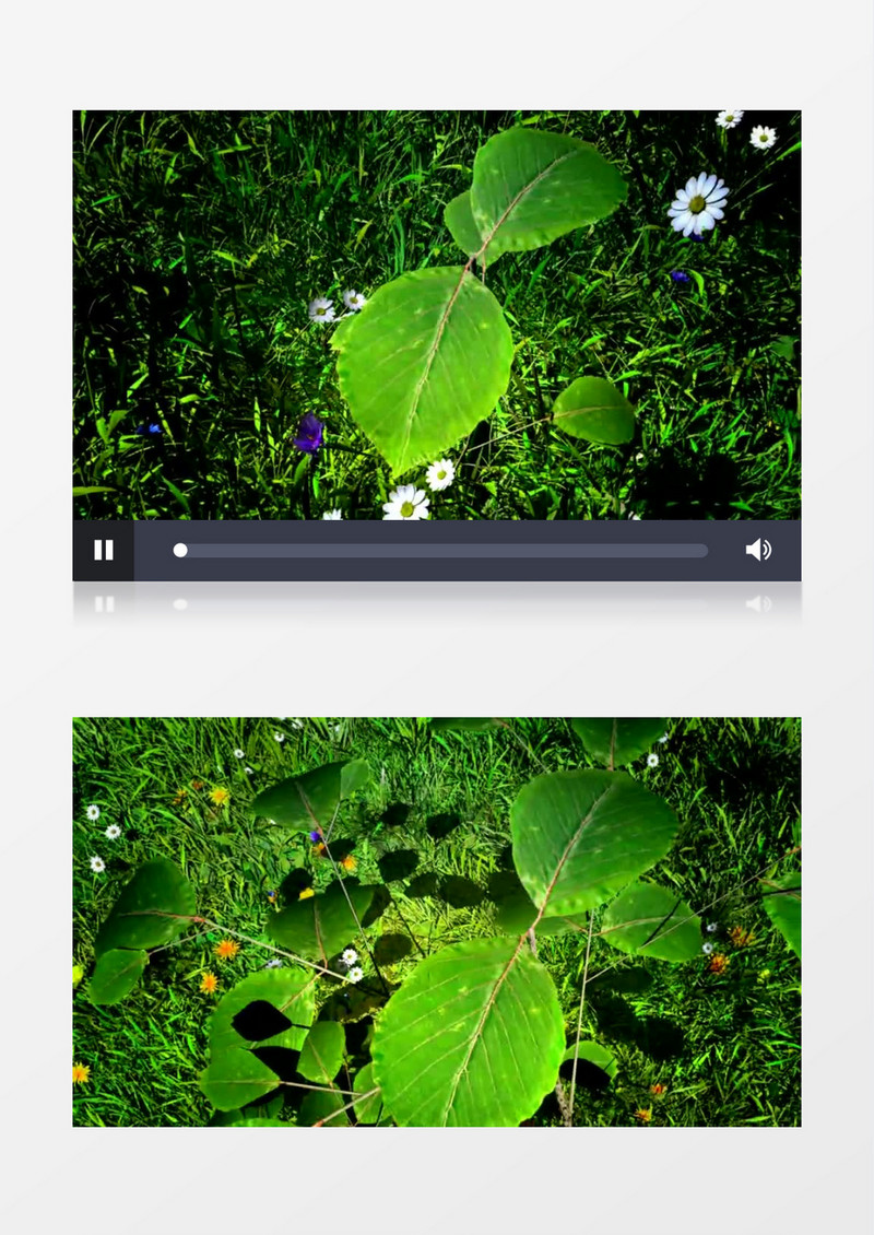 森林生命的成长背景视频素材