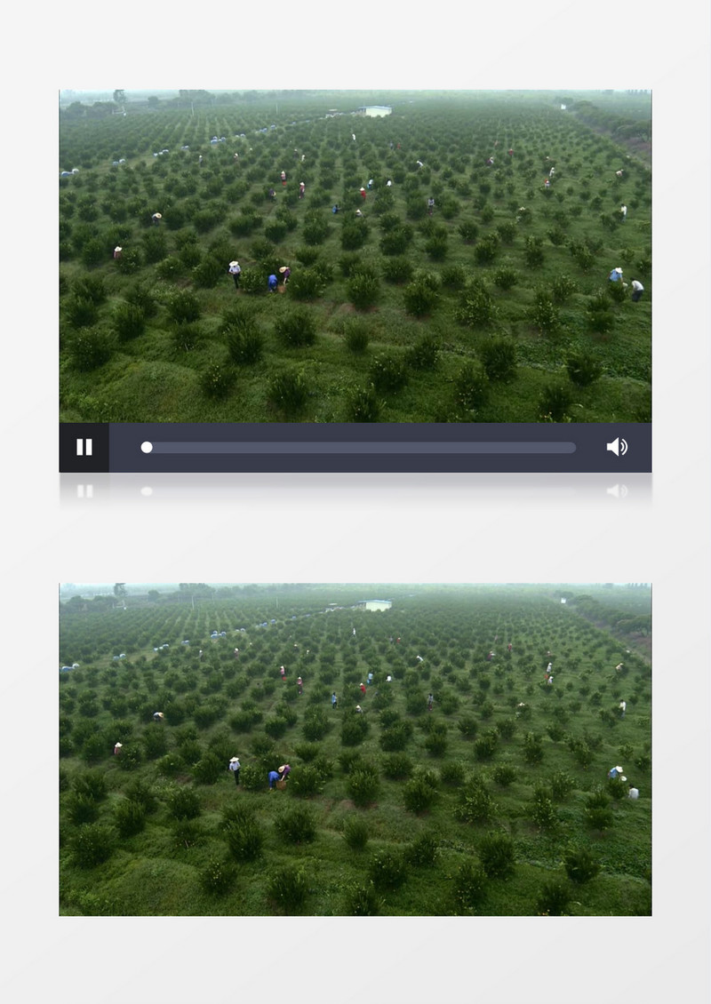 绿色有机新鲜果园航拍实拍视频素材