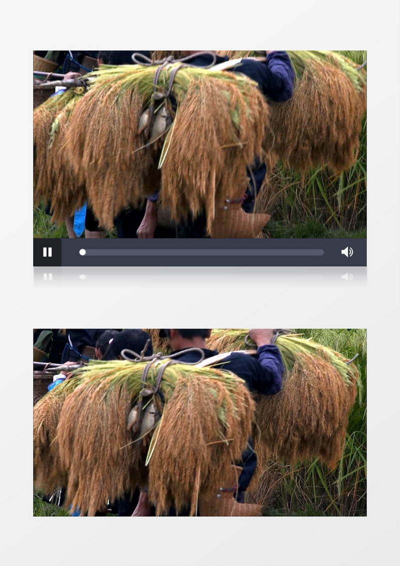 金黄水稻收割下山实拍视频素材