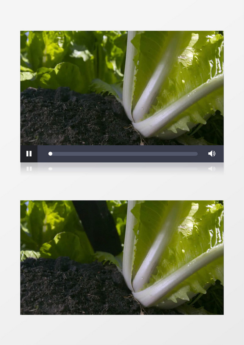 菜园白菜成熟采摘特写实拍视频素材