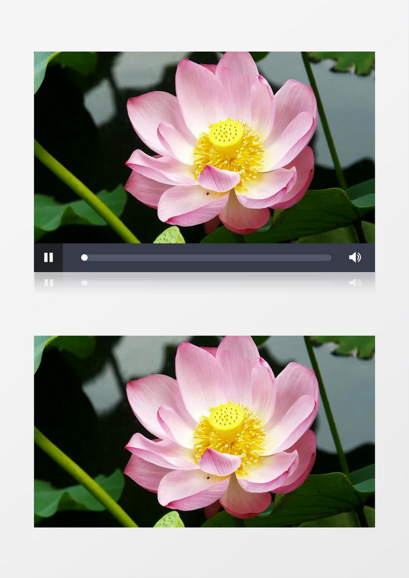 荷花花瓣特写超清实拍视频素材
