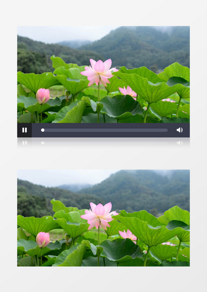 荷花特写超清实拍视频素材 