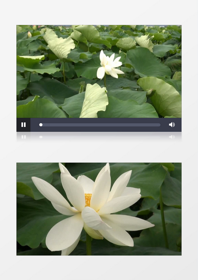 池塘白荷花莲花高清实拍视频素材