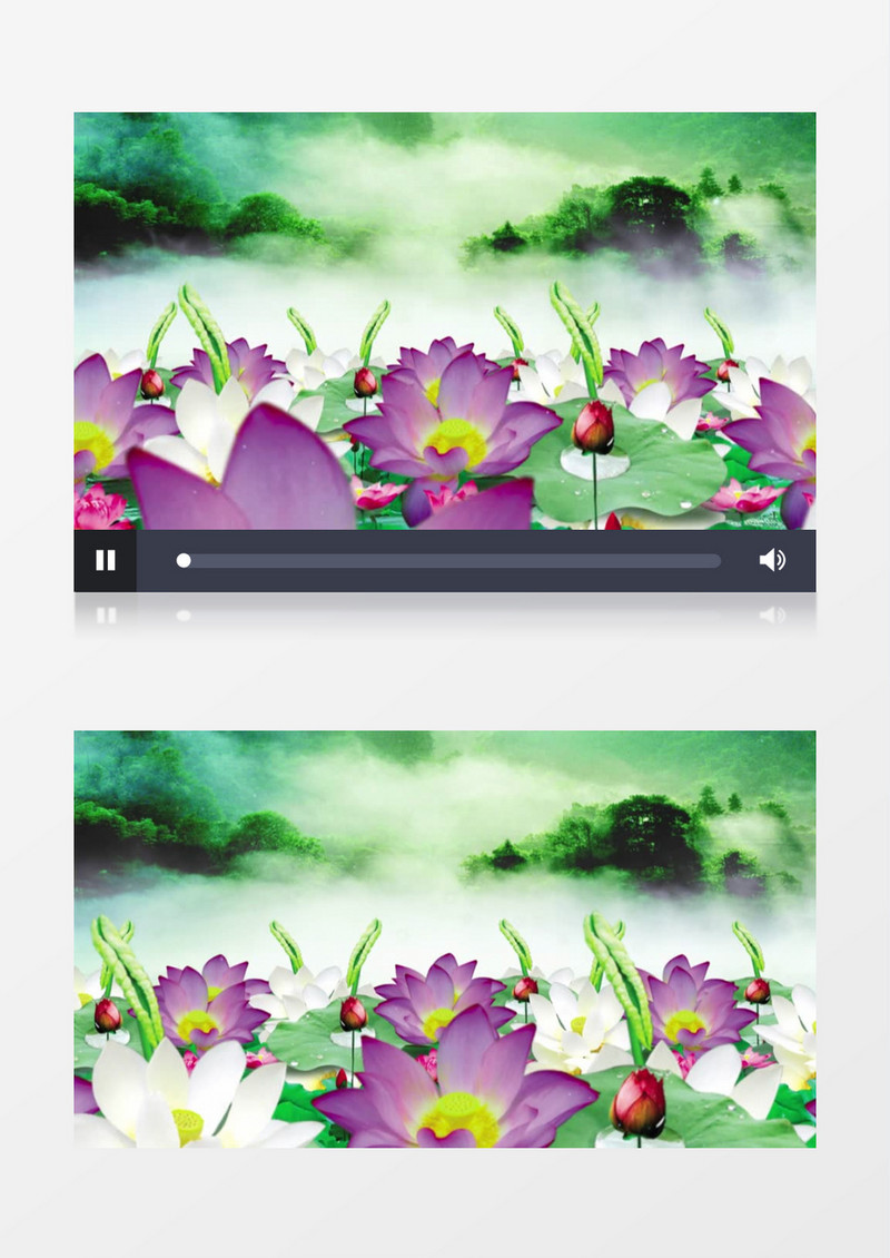 林中雾海荷花背景视频素材