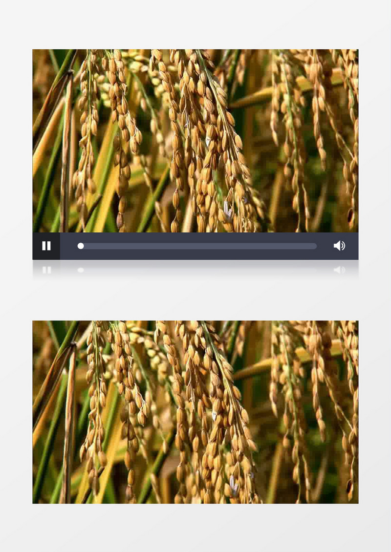 农民收割庄稼水稻实拍视频素材