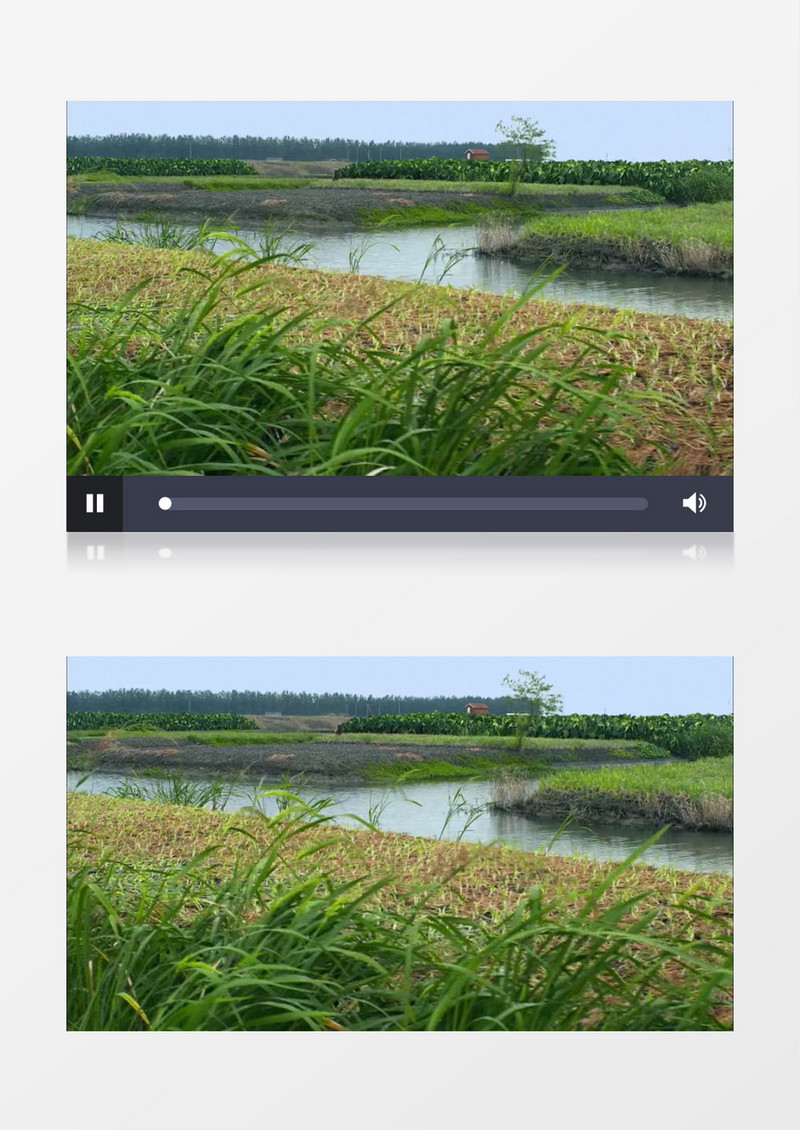 绿色有机农作物田地实拍视频素材