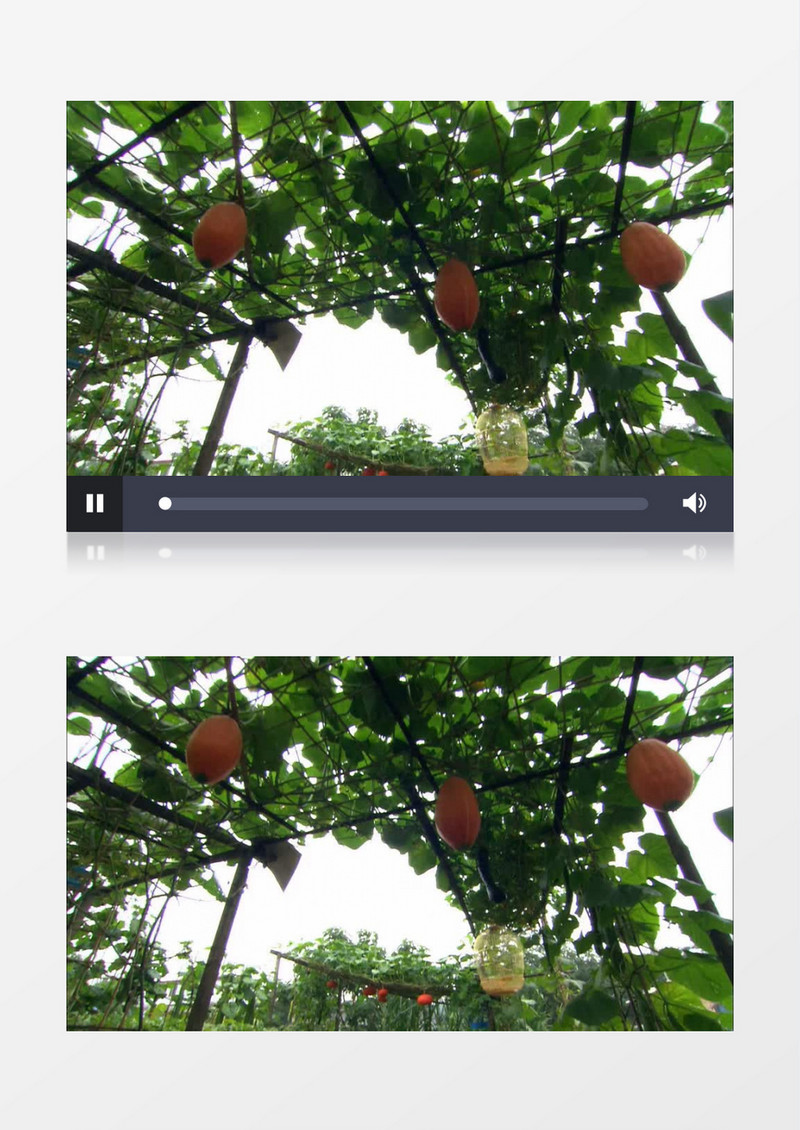 有机菜园果实结果实拍视频素材