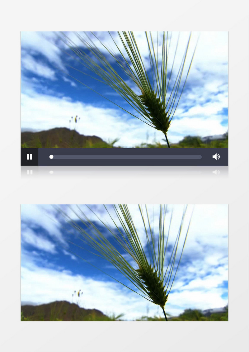 蓝天白云水稻特写实拍视频素材