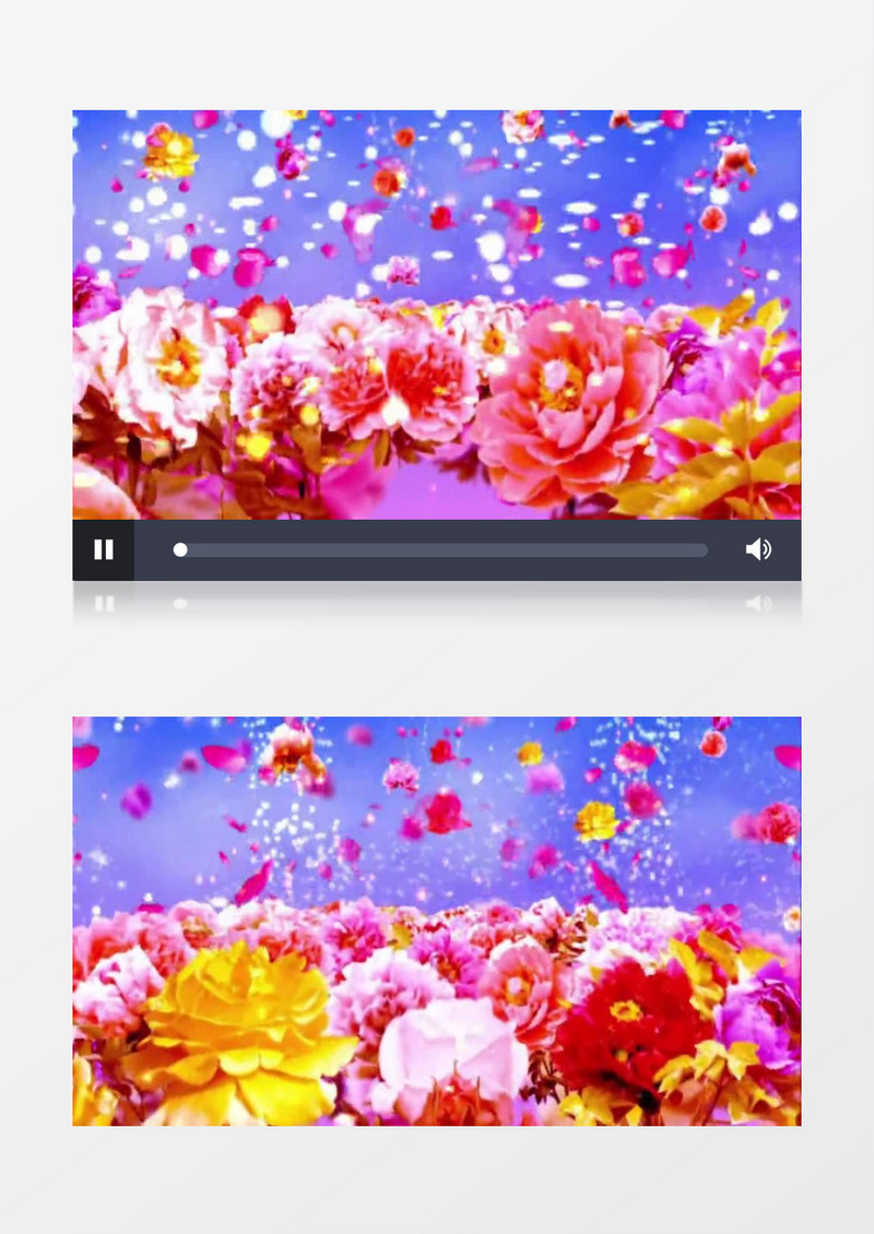 牡丹花开飘落背景视频
