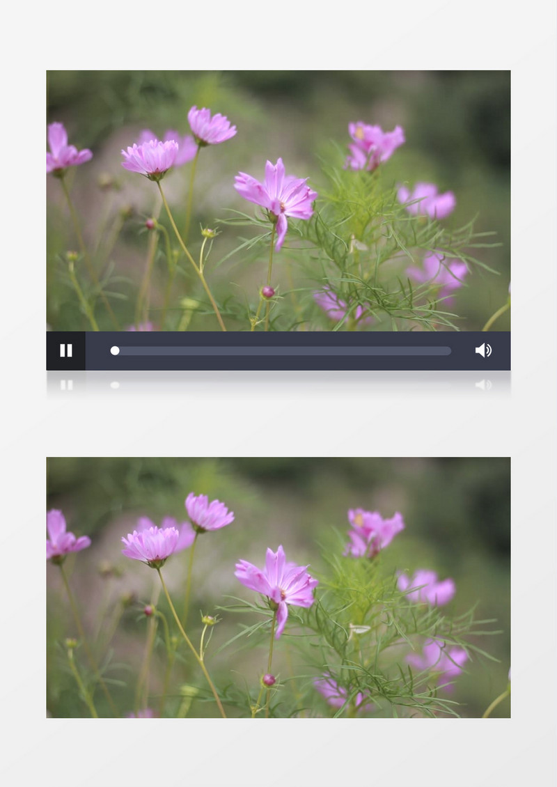 粉色紫色格桑花实拍视频素材