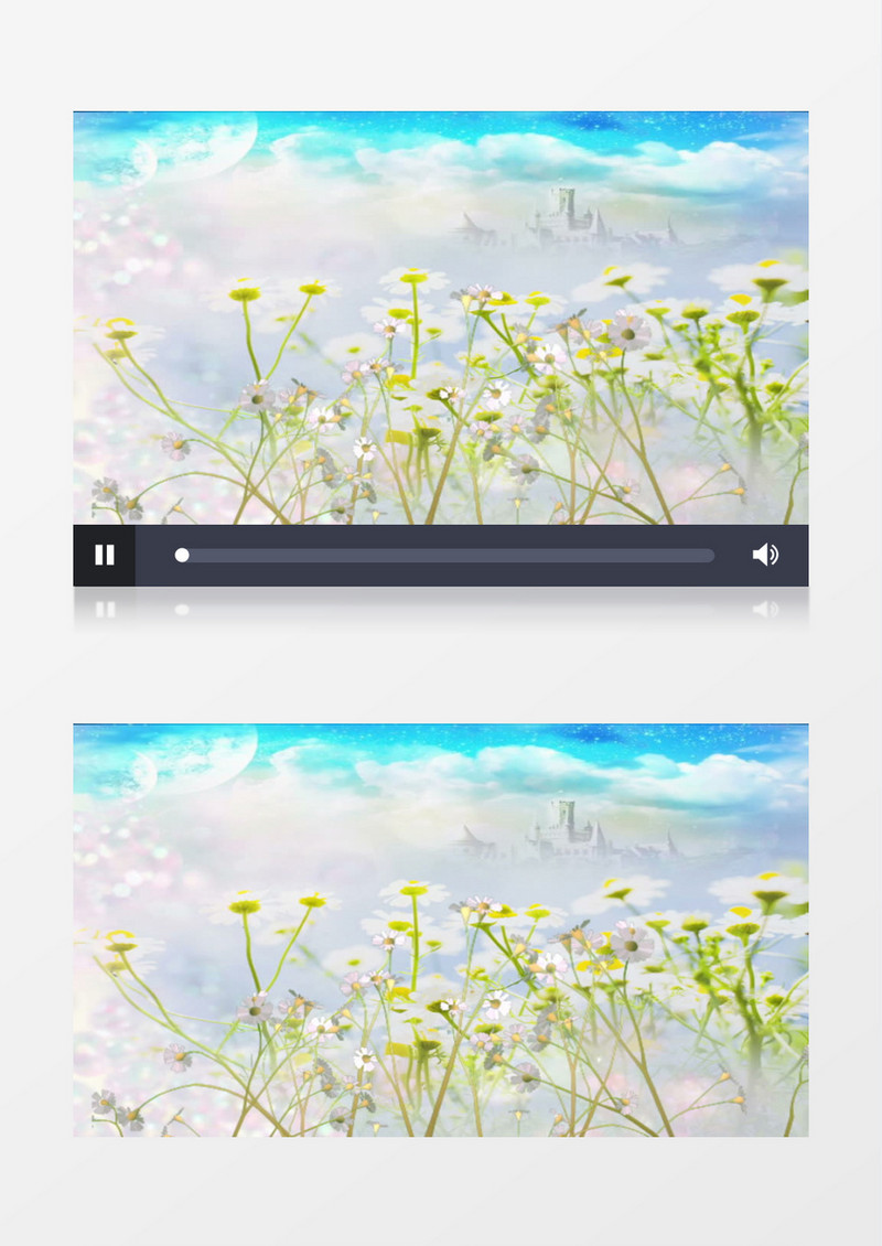漂亮的小雏菊背景视频素材