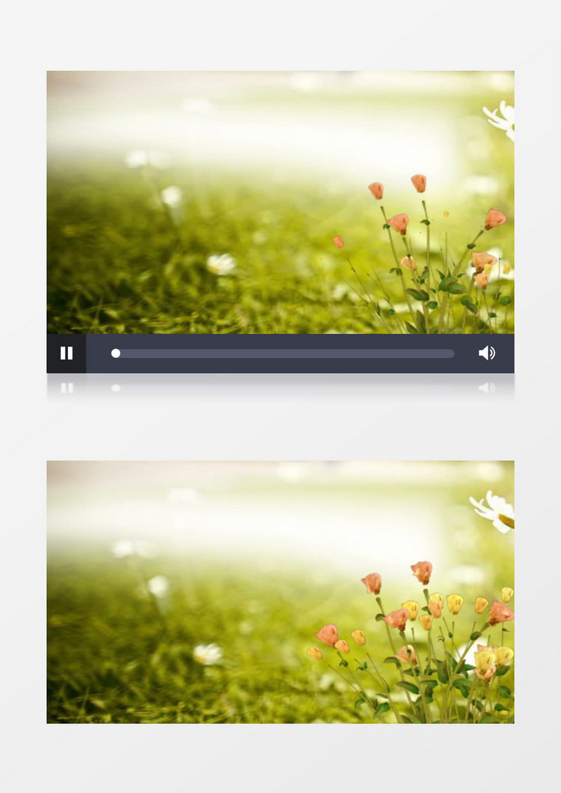 草地上绽放的美丽花朵背景视频素材