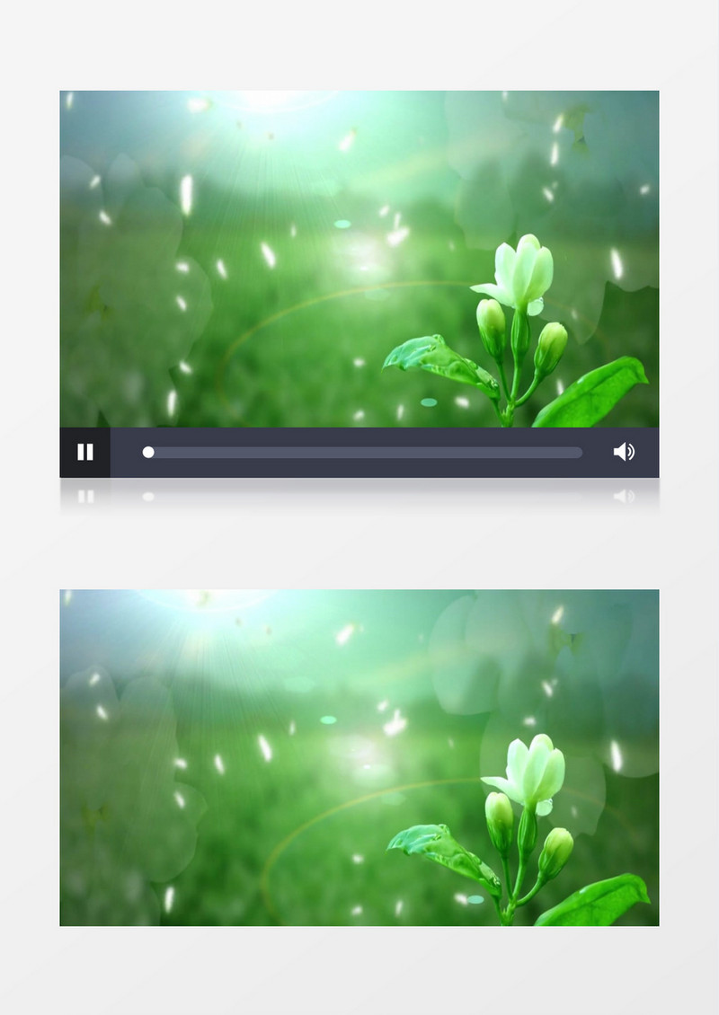 动画动态清新茉莉花盛放(含音乐)背景视频素材