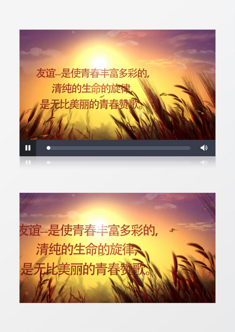 金黄麦田里夕阳可做同学会片头视频