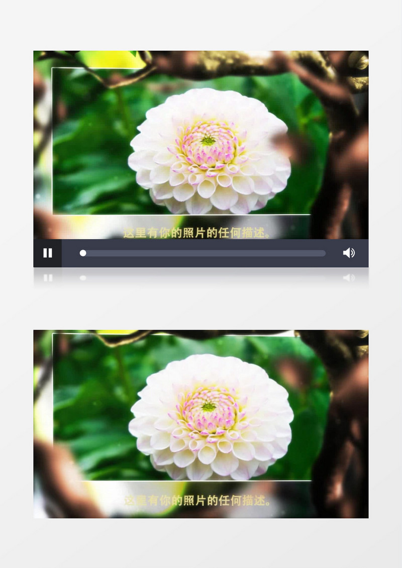 梦幻唯美三维树图片AE模板